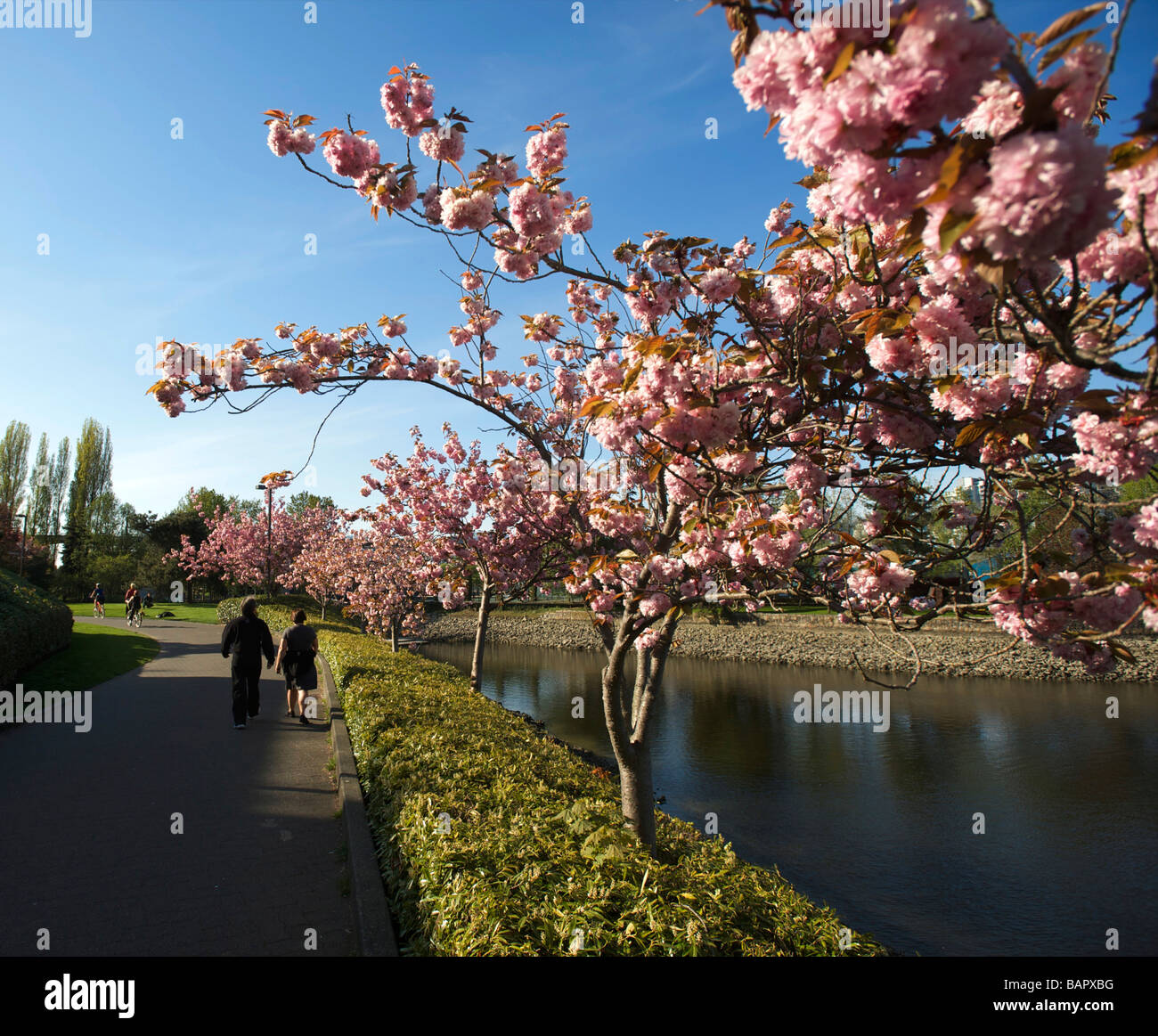 Canada cherry blossom hi-res stock photography and images - Alamy