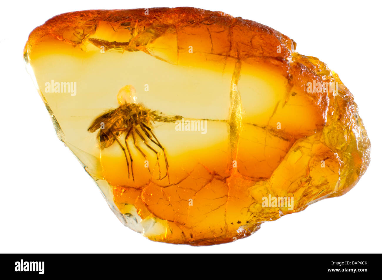 Prehistoric fly trapped in Baltic Amber from Lithuania Stock Photo