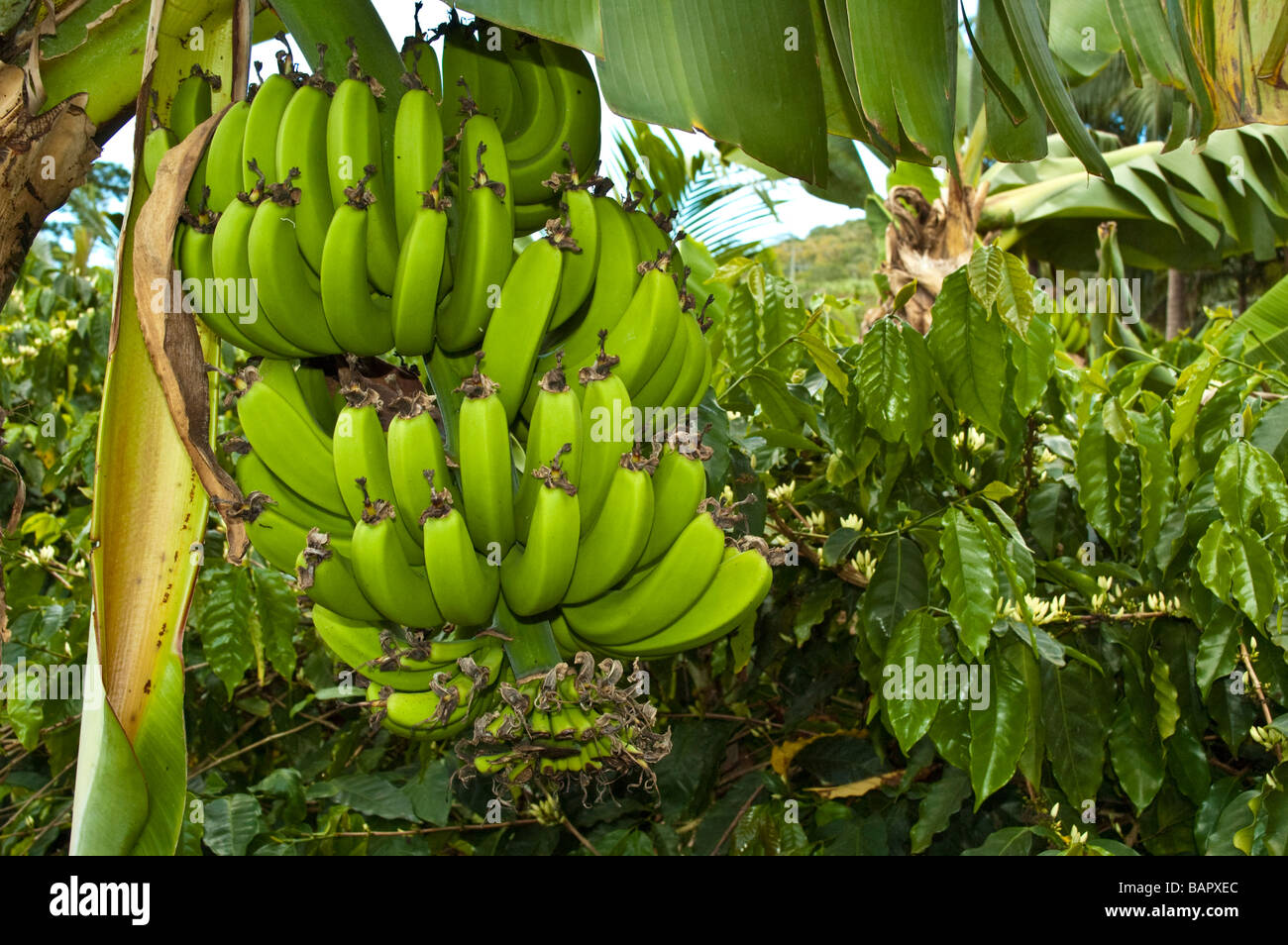 Green bananas Musaceae hanging on a tree Mauritius Stock Photo - Alamy