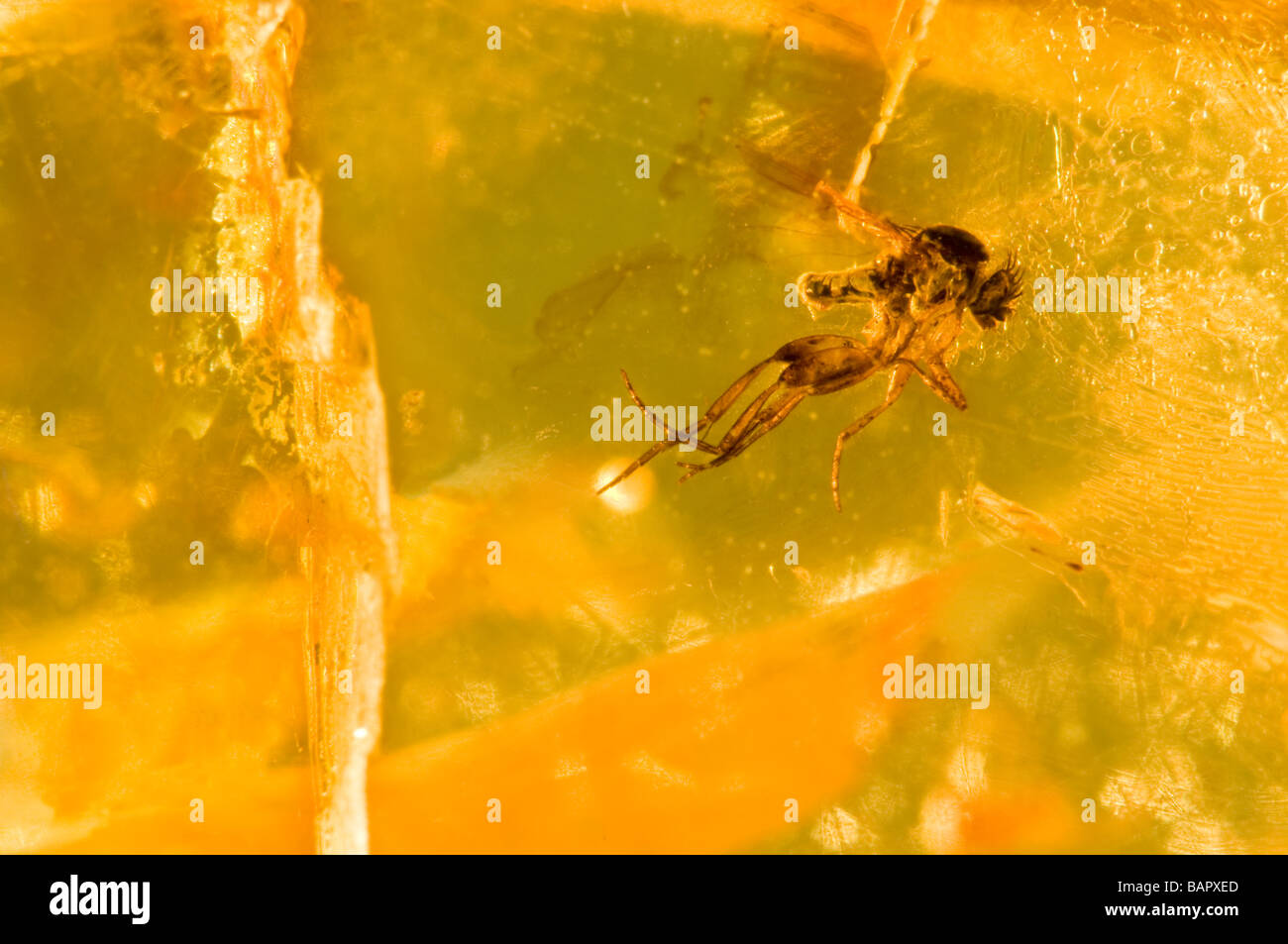 Prehistoric fly trapped in Baltic Amber from Lithuania Stock Photo