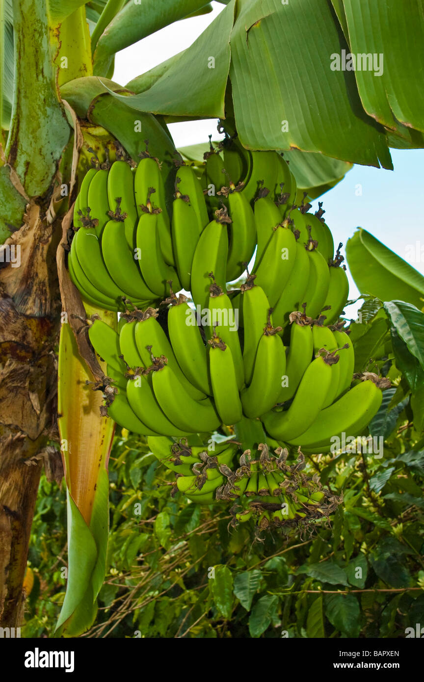 Green bananas Musaceae hanging on a tree Mauritius Stock Photo - Alamy