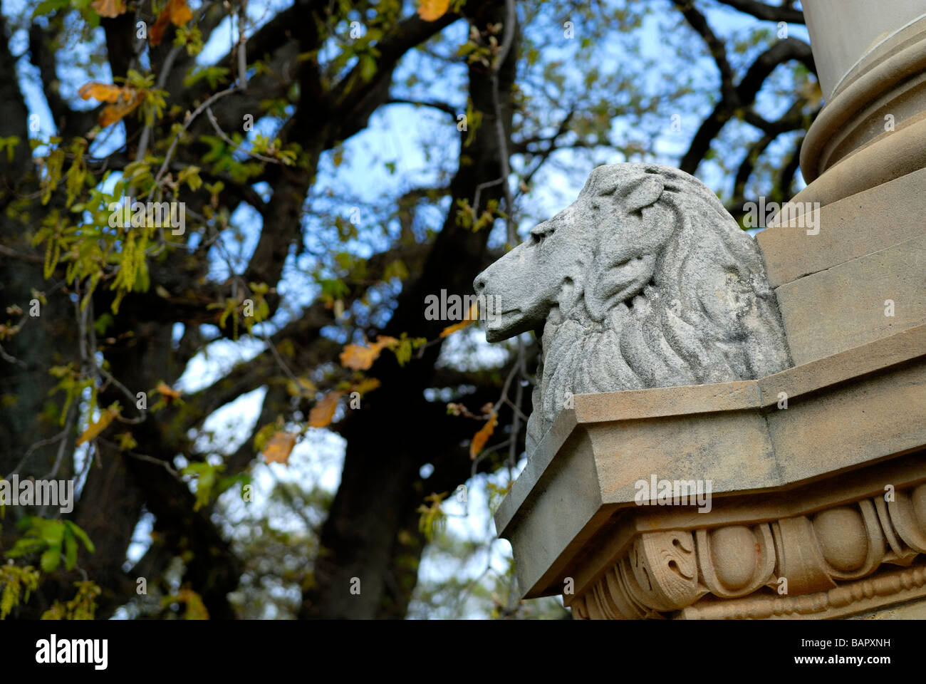 Lion's head on the 1920 monument, honouring soldiers of the Jewish faith who died in WWI. Kings Park, Perth, Western Australia Stock Photo