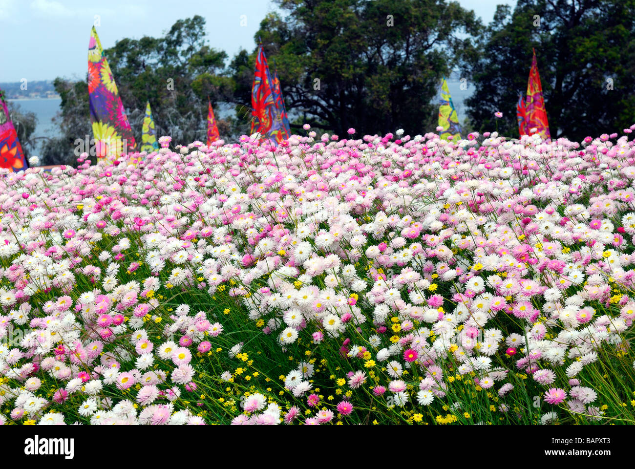 Kings Park is famous for its Spring display of Everlasting Daisies, aka Paper Daisies. Kings Park, Perth, Western Australia Stock Photo
