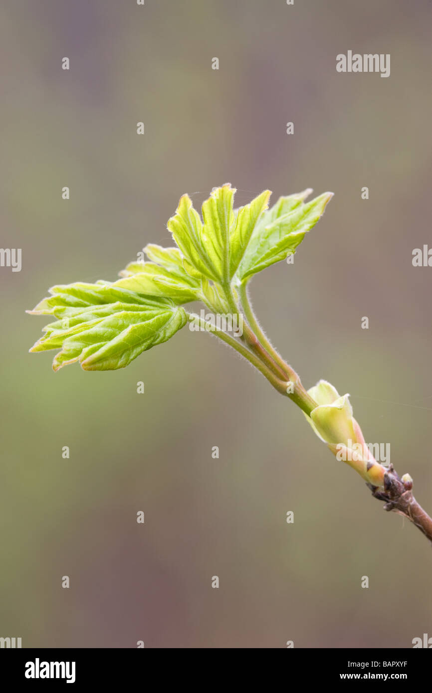 Field Maple Acer campestre fresh spring leaves Stock Photo - Alamy