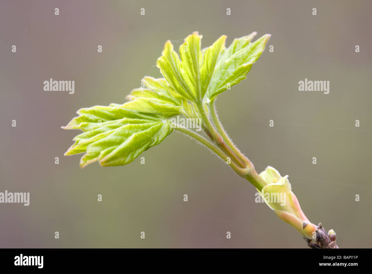 Field Maple Acer campestre fresh spring leaves Stock Photo - Alamy