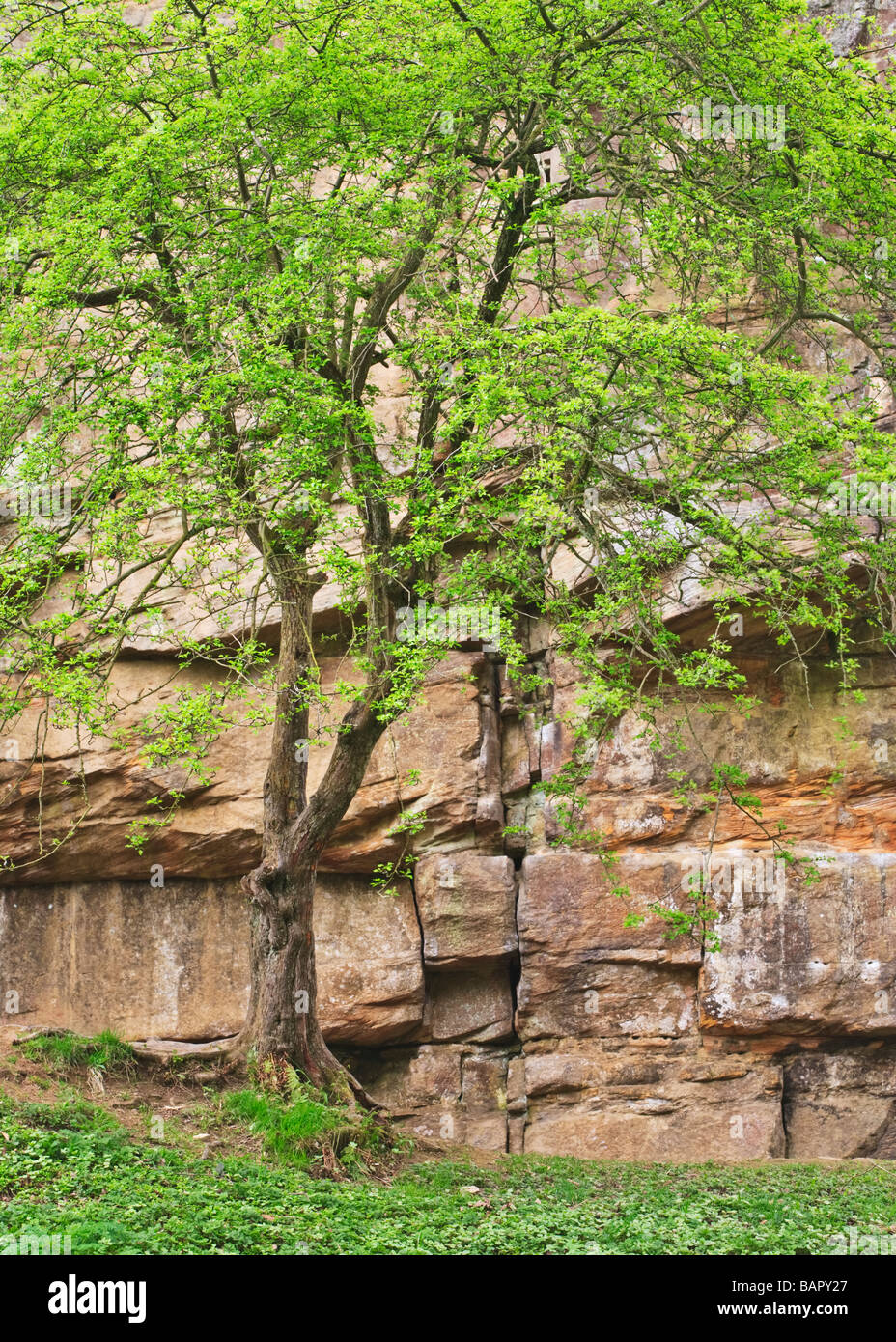 Tree in a gorge hi-res stock photography and images - Alamy