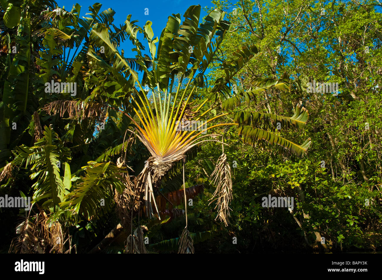 Image Traveller's tree (Ravenala madagascariensis) - 434309 - Images of  Plants and Gardens - botanikfoto