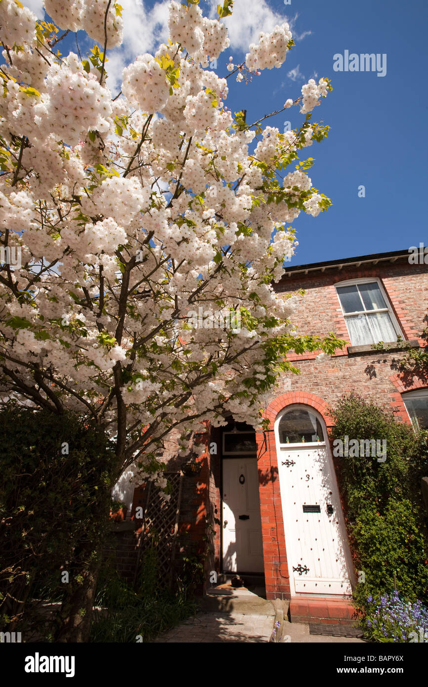 UK England Cheshire Alderley Edge cherry tree in blossom outside small terraced house Stock Photo