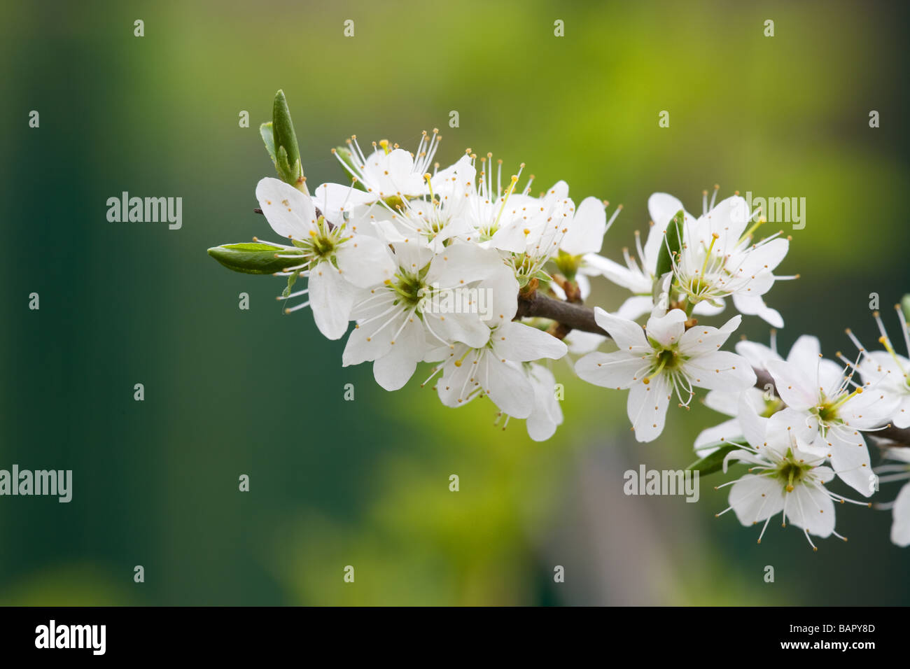 Blackthorn Prunus spinosa blossom and leaves Stock Photo