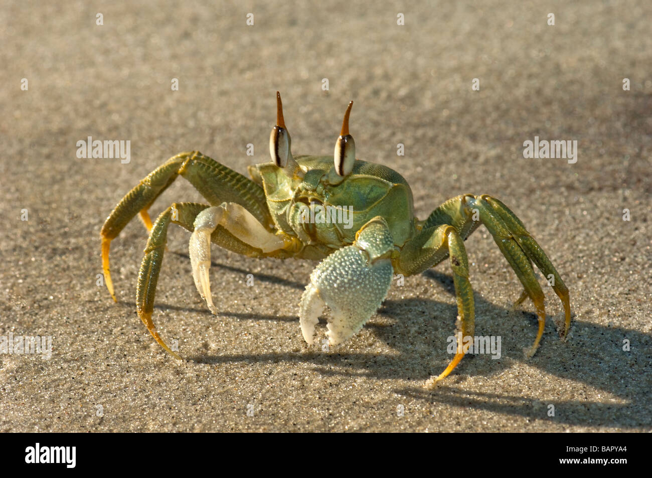 handed horned ghost green crab madagascar Nosy Kely beach runner run running sea shore sand Ocypode madagascar land OCYPODE Stock Photo