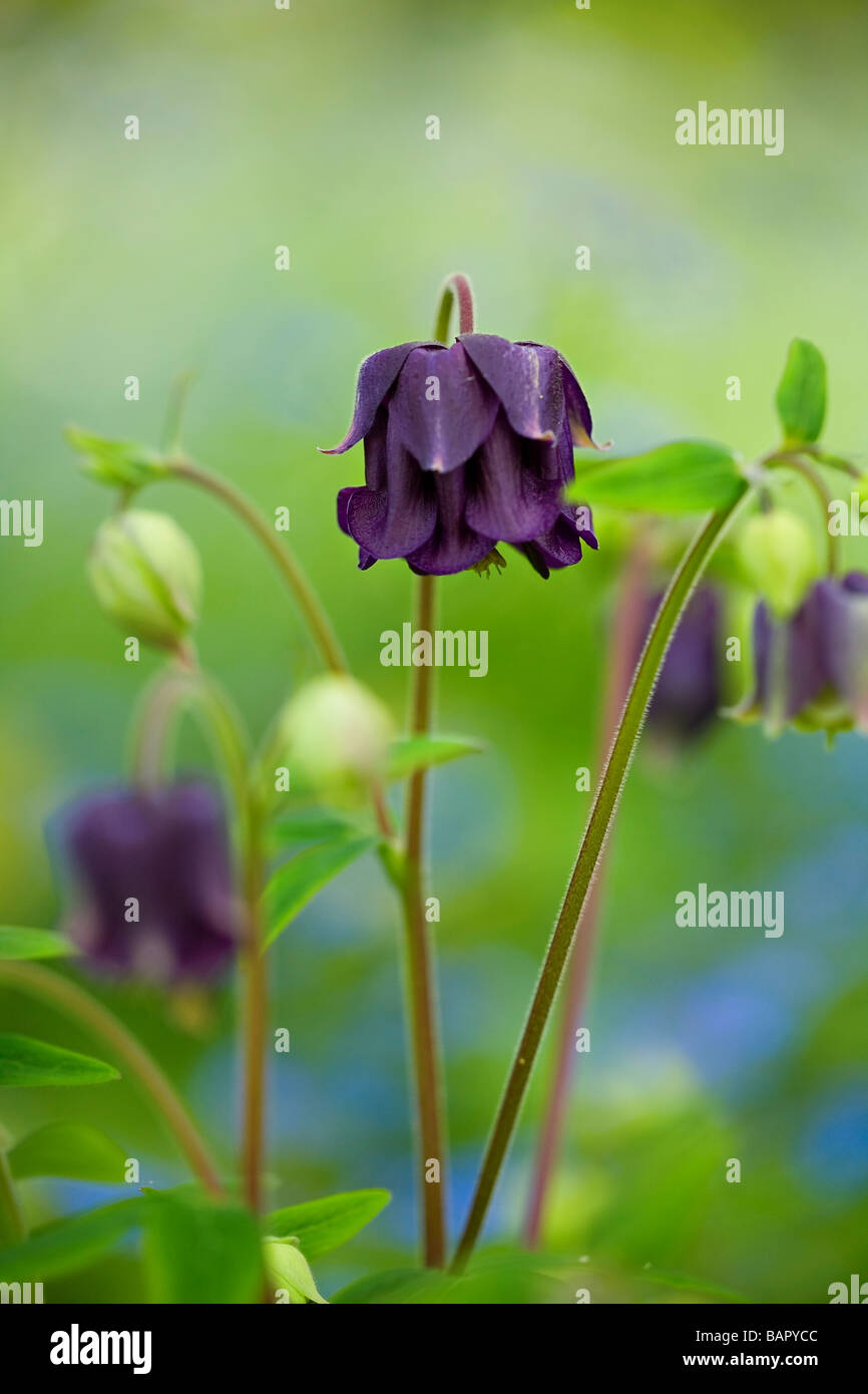 Stunning dark purple Columbine flowers (Aquilegia vulgaris) in bloom iin Spring in Sussex, UK Stock Photo