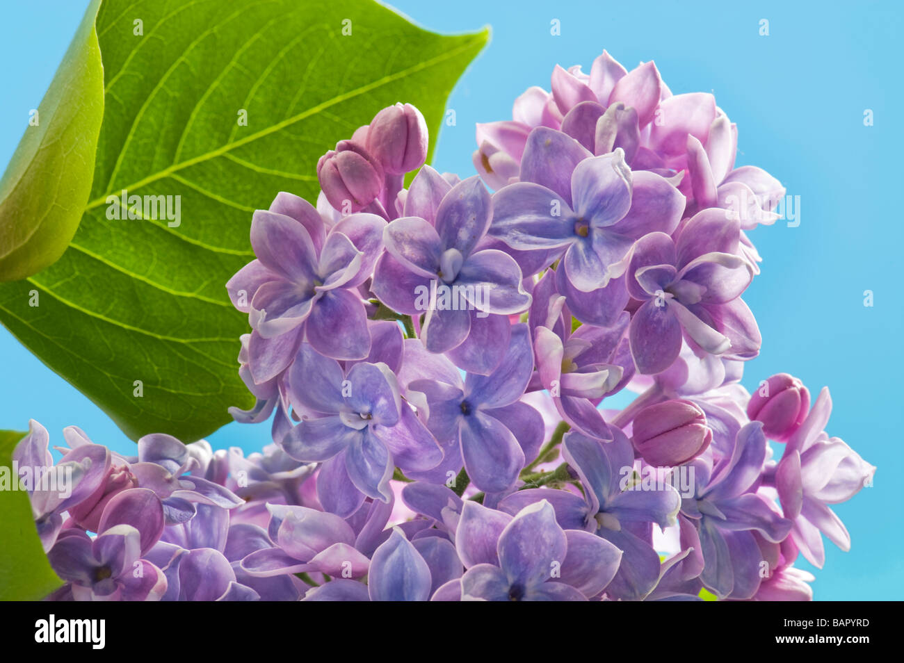 lilac syringa blue bluey bluish plain background space for text layout blue sky sping springtime flower flowering blossom prime Stock Photo