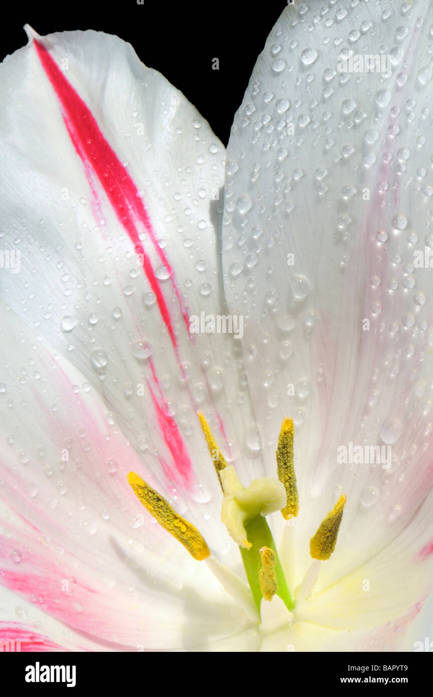 Tulip close up Stock Photo - Alamy