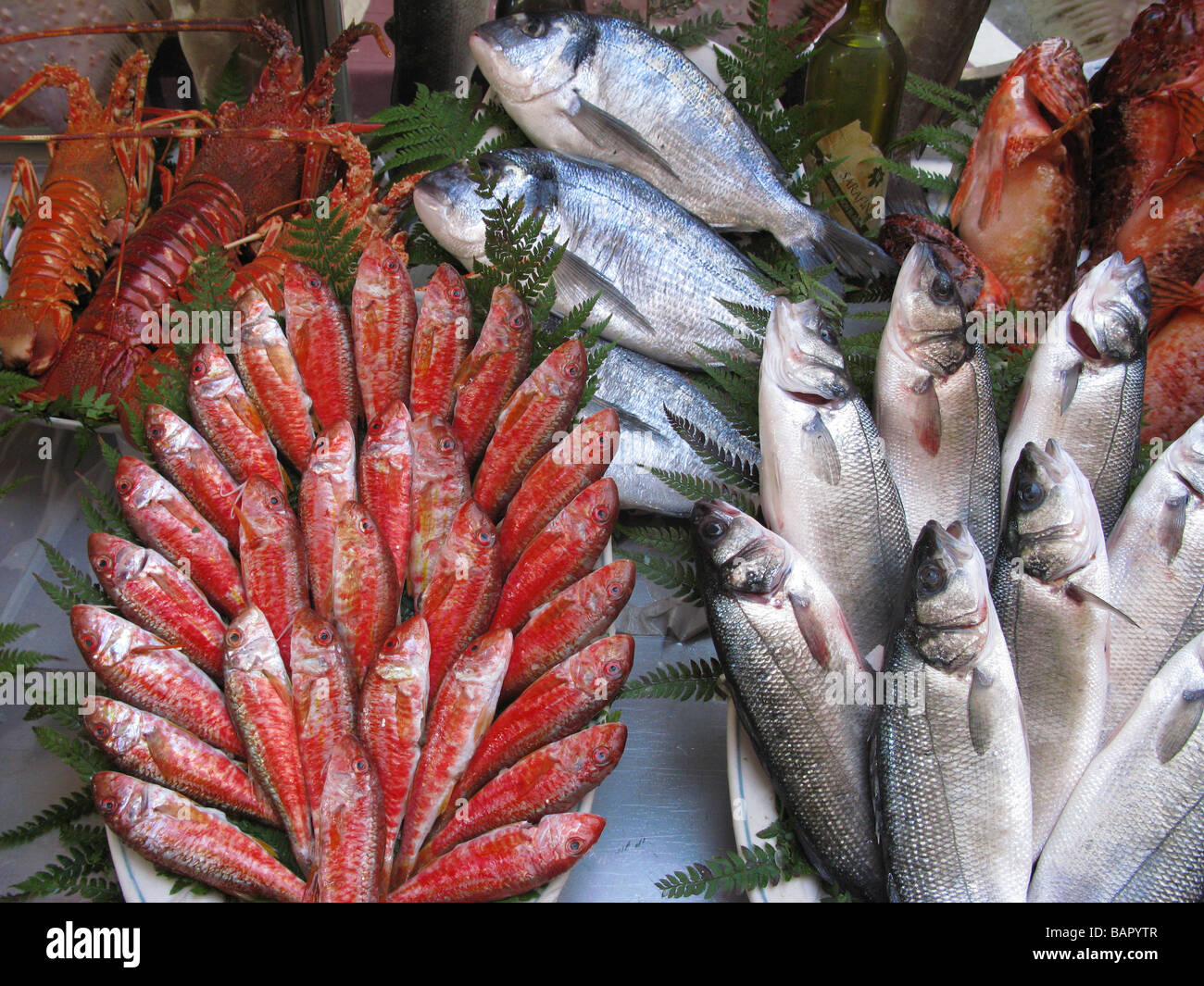 Display of Fresh Fish and Lobsters Galatsaray Fish Market Beyoglu Istanbul Turkey Stock Photo