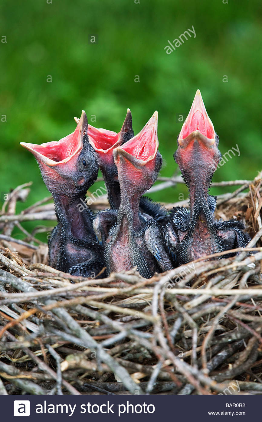 American Crow Nest Stock Photos & American Crow Nest Stock Images Alamy