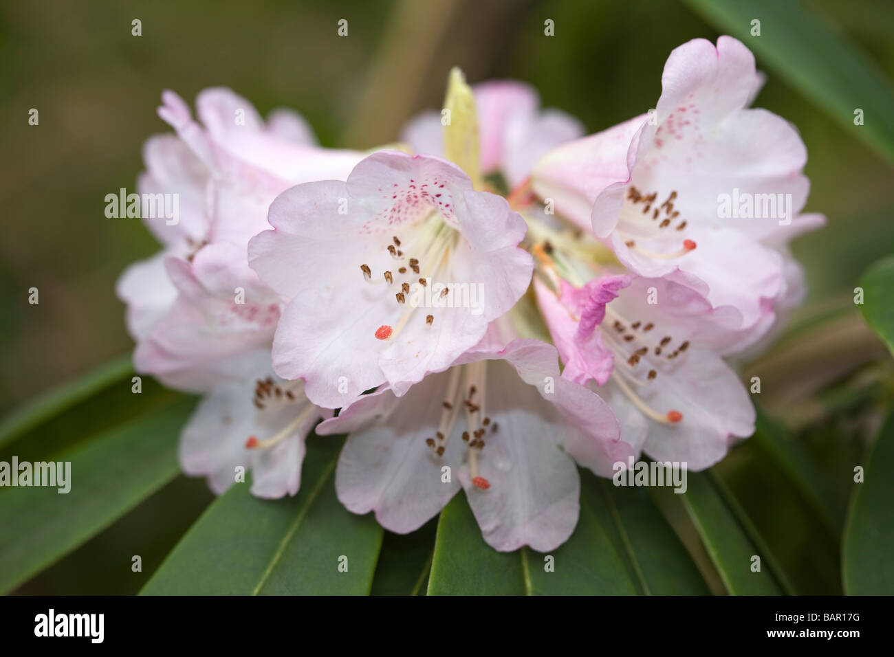 Rhododendron sutchuenense hi-res stock photography and images - Alamy