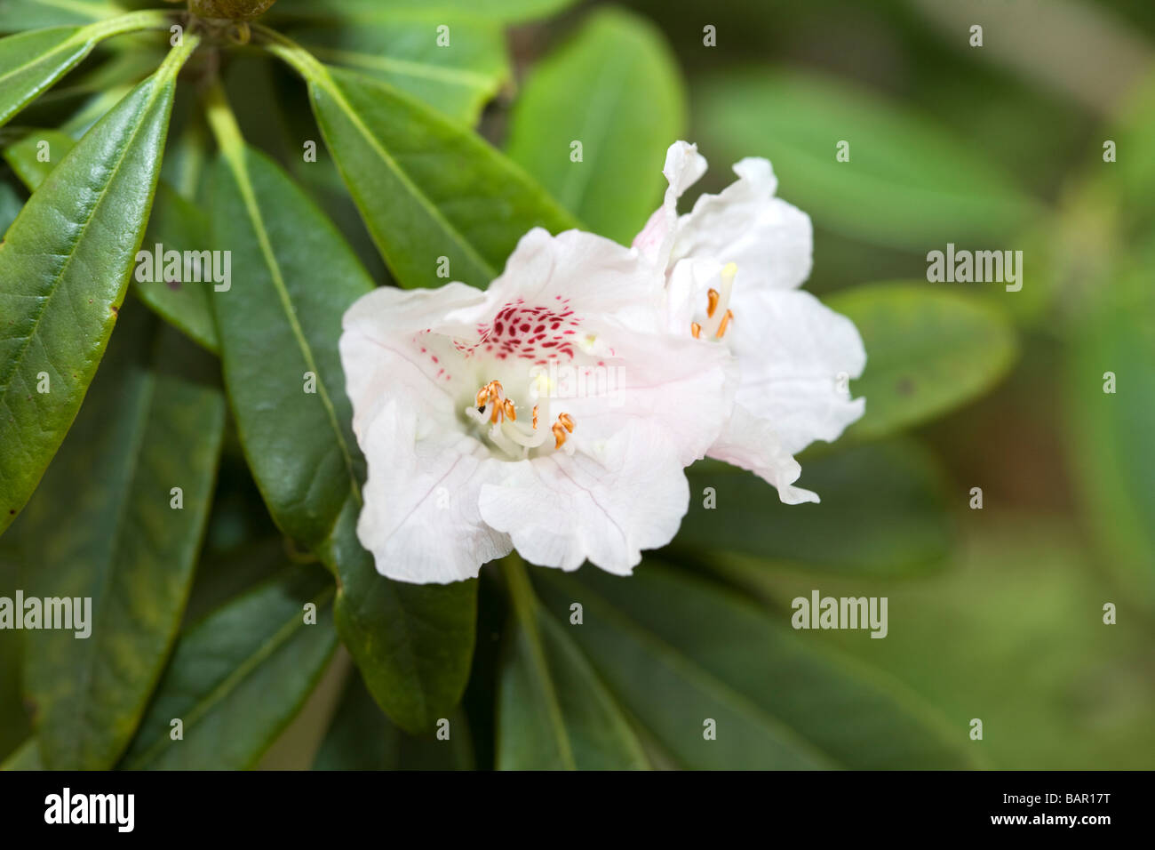 Rhododendron species, Rosettrododendron (Rhododendron hunnewellianum) Stock Photo