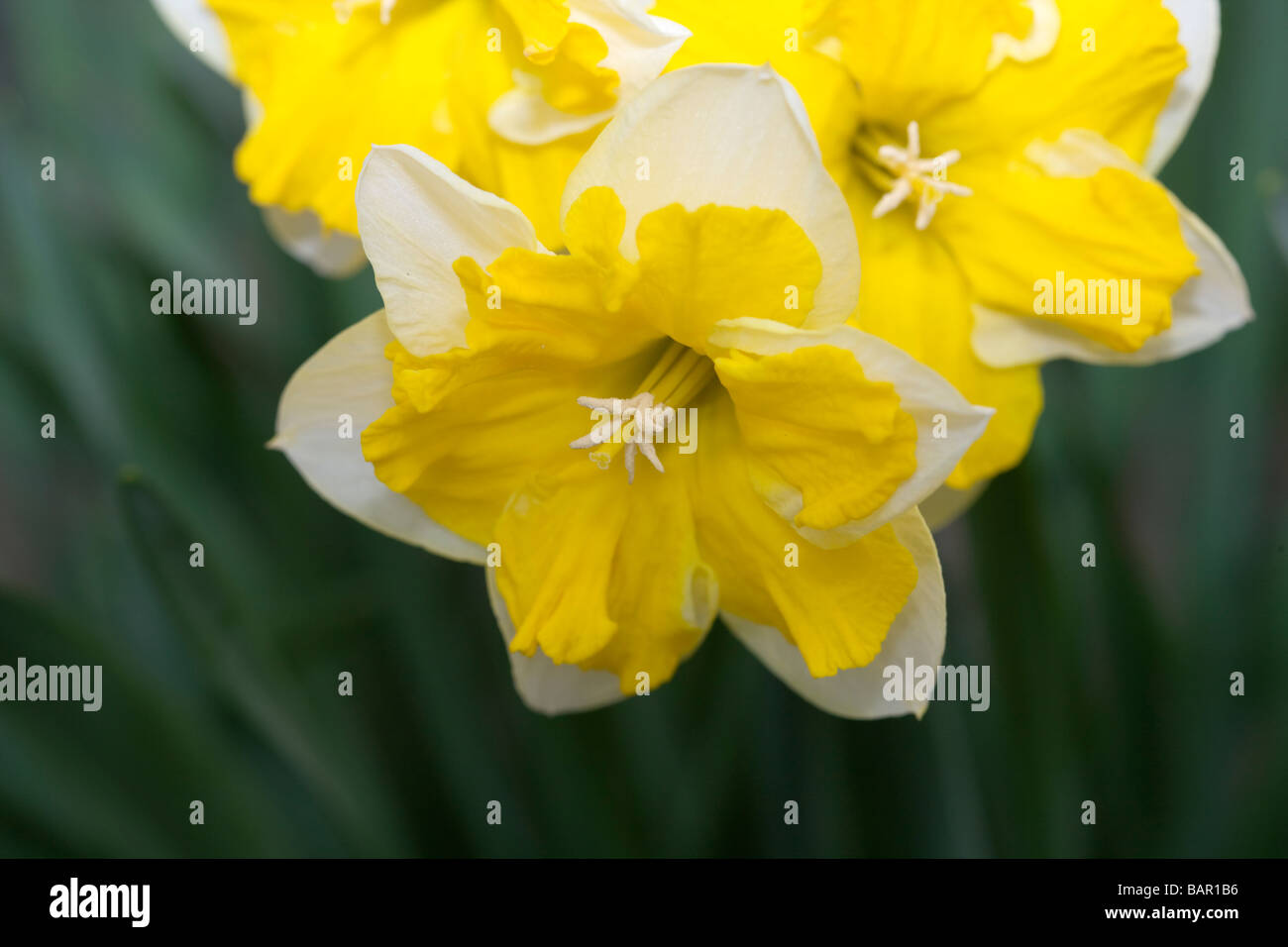“Chanterelle” (Narcissus hybrid) Stock Photo