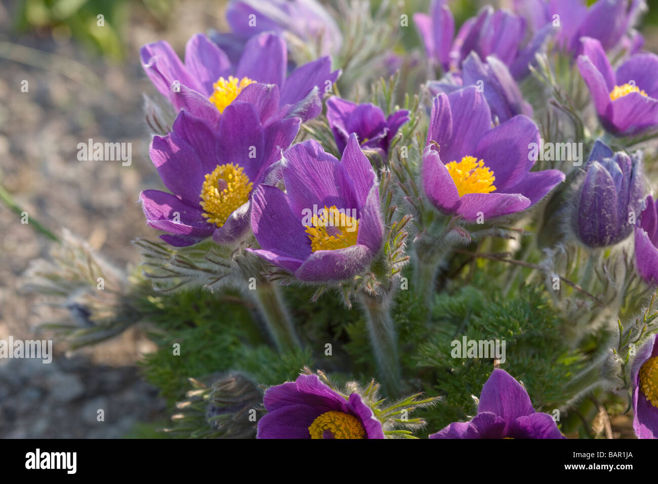 Pasque flower (Pulsatilla vulgaris) Stock Photo