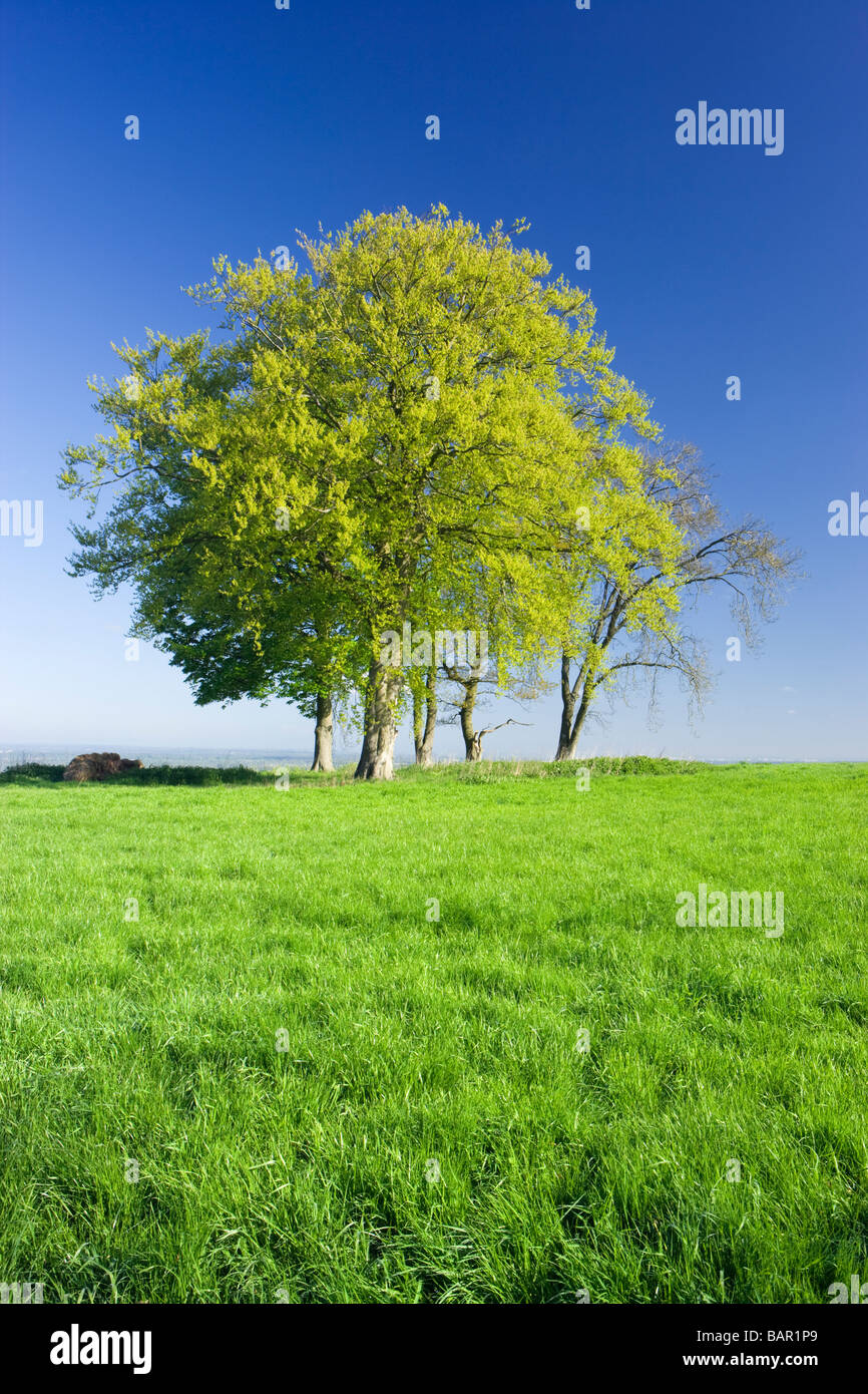 Trees in field of grass. Surrey, UK. Stock Photo