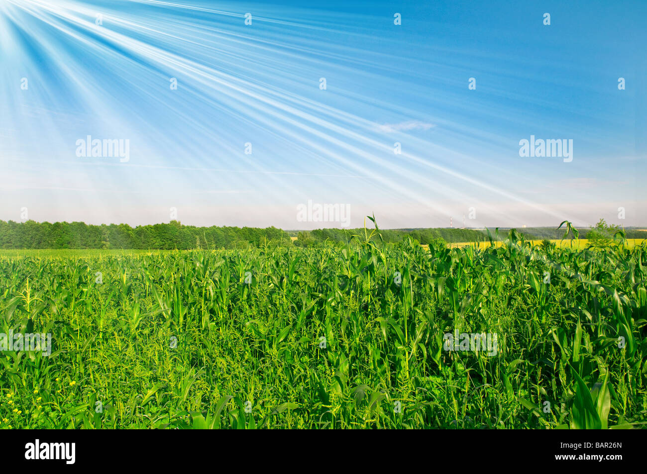 Field of corn against the dark blue sky Stock Photo