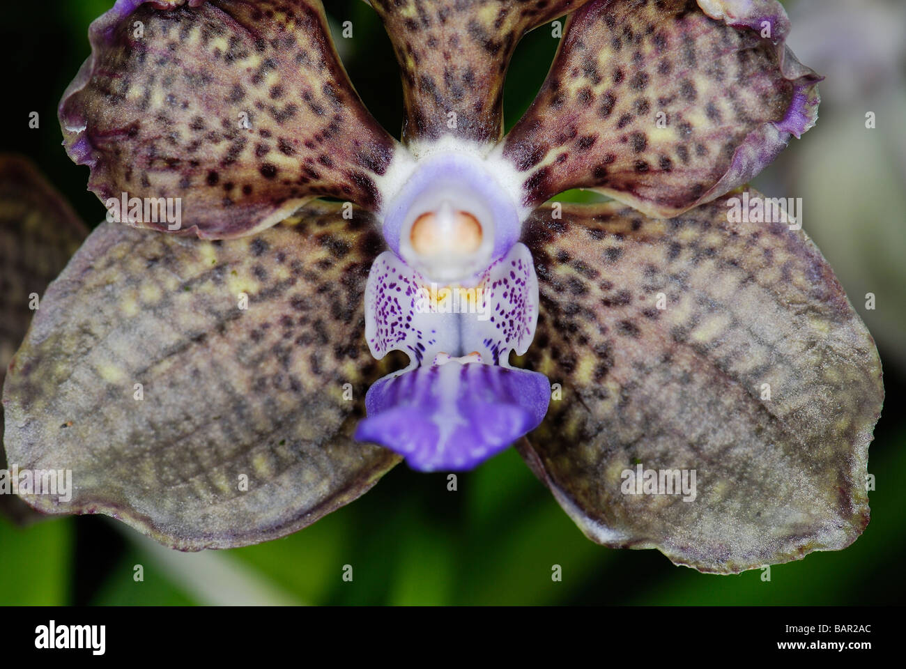 A special variety of orchid Stock Photo Alamy