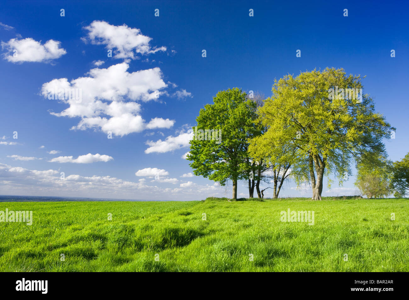 Trees in farm field. Surrey, UK. Stock Photo