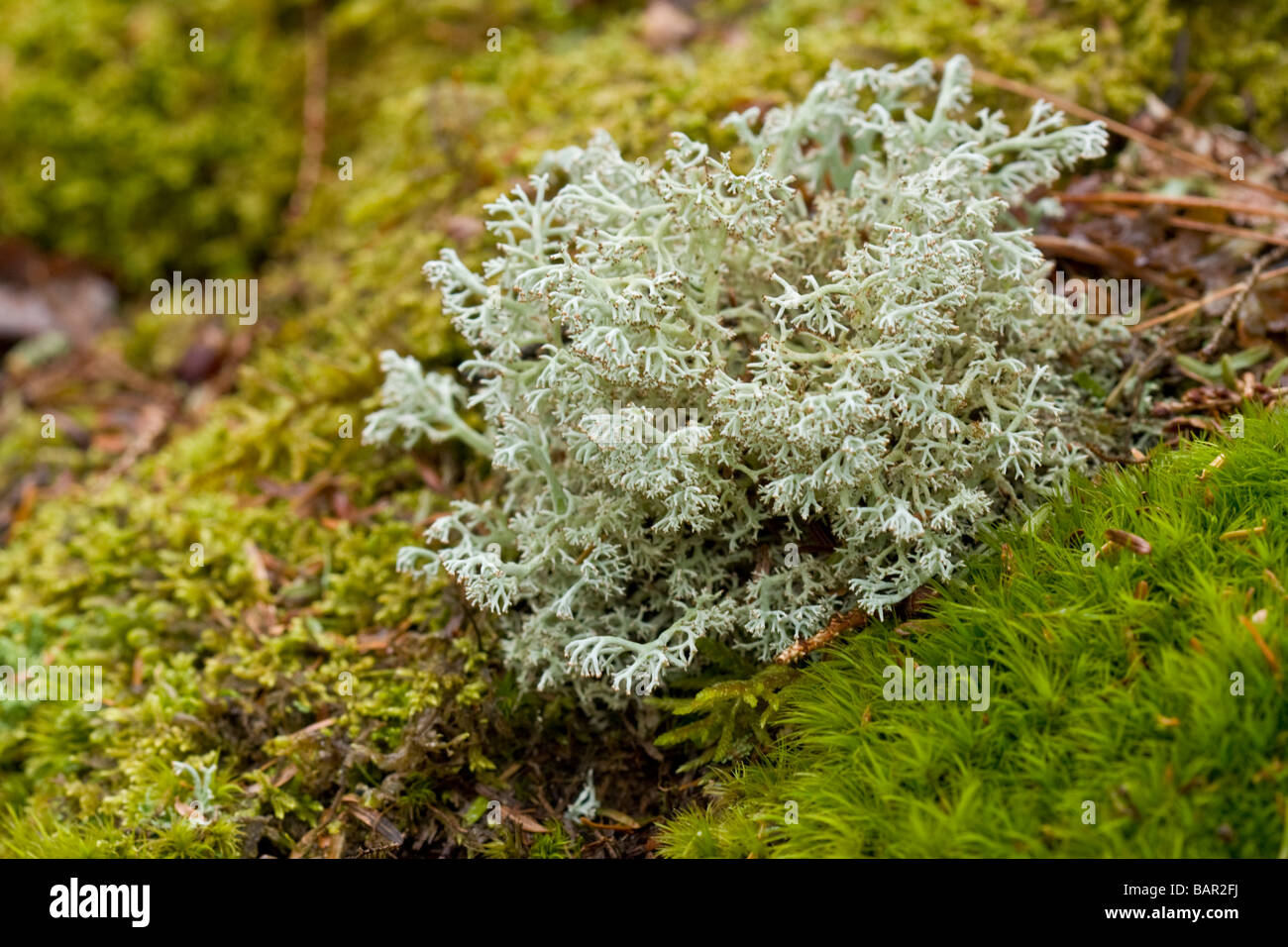 Macro image of Reindeer moss Stock Photo