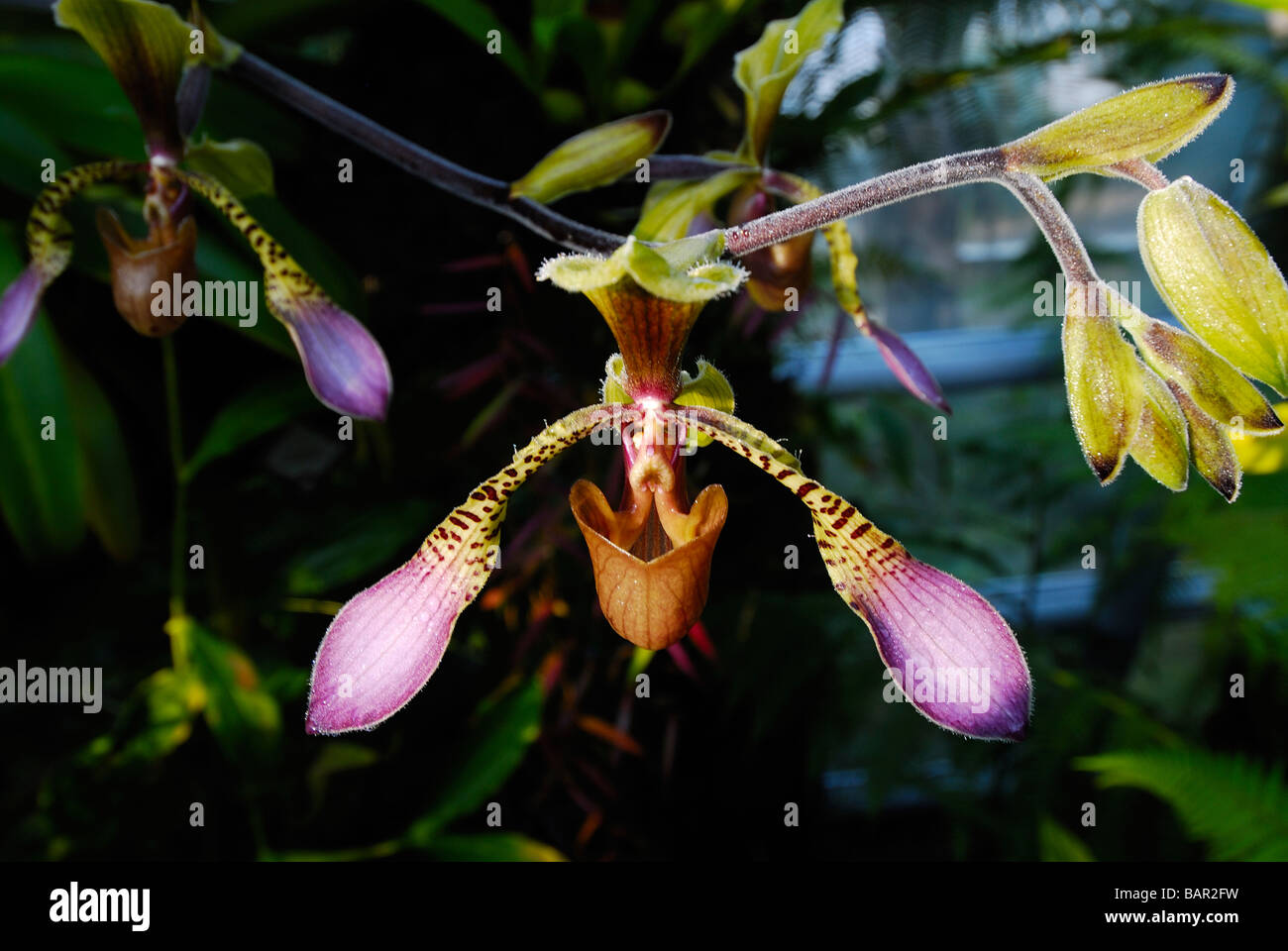 A special variety of orchid Stock Photo Alamy