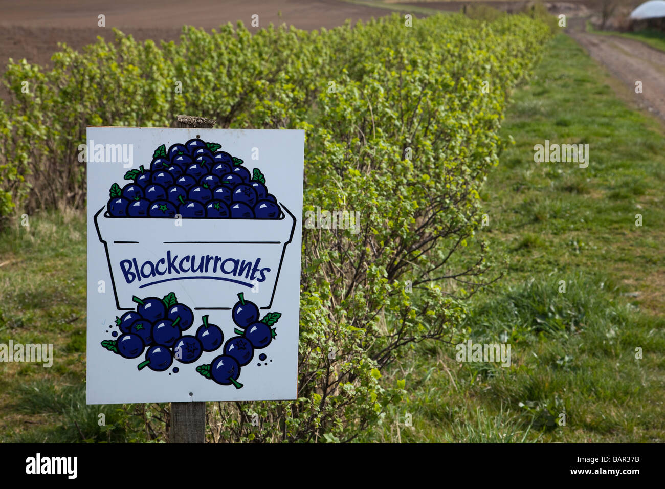 Blackcurrants Stock Photo