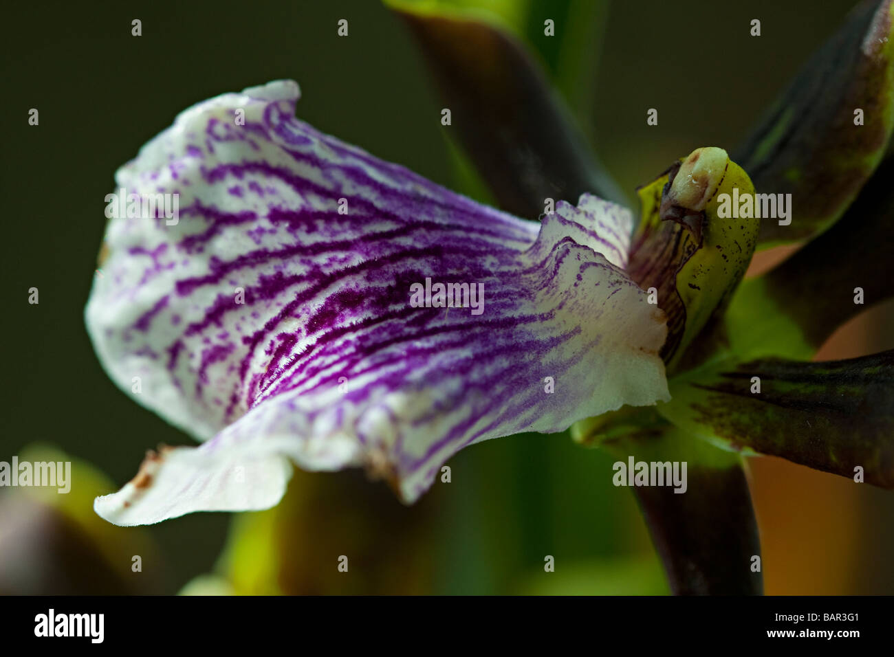 An orchid (zygopetalum) Stock Photo