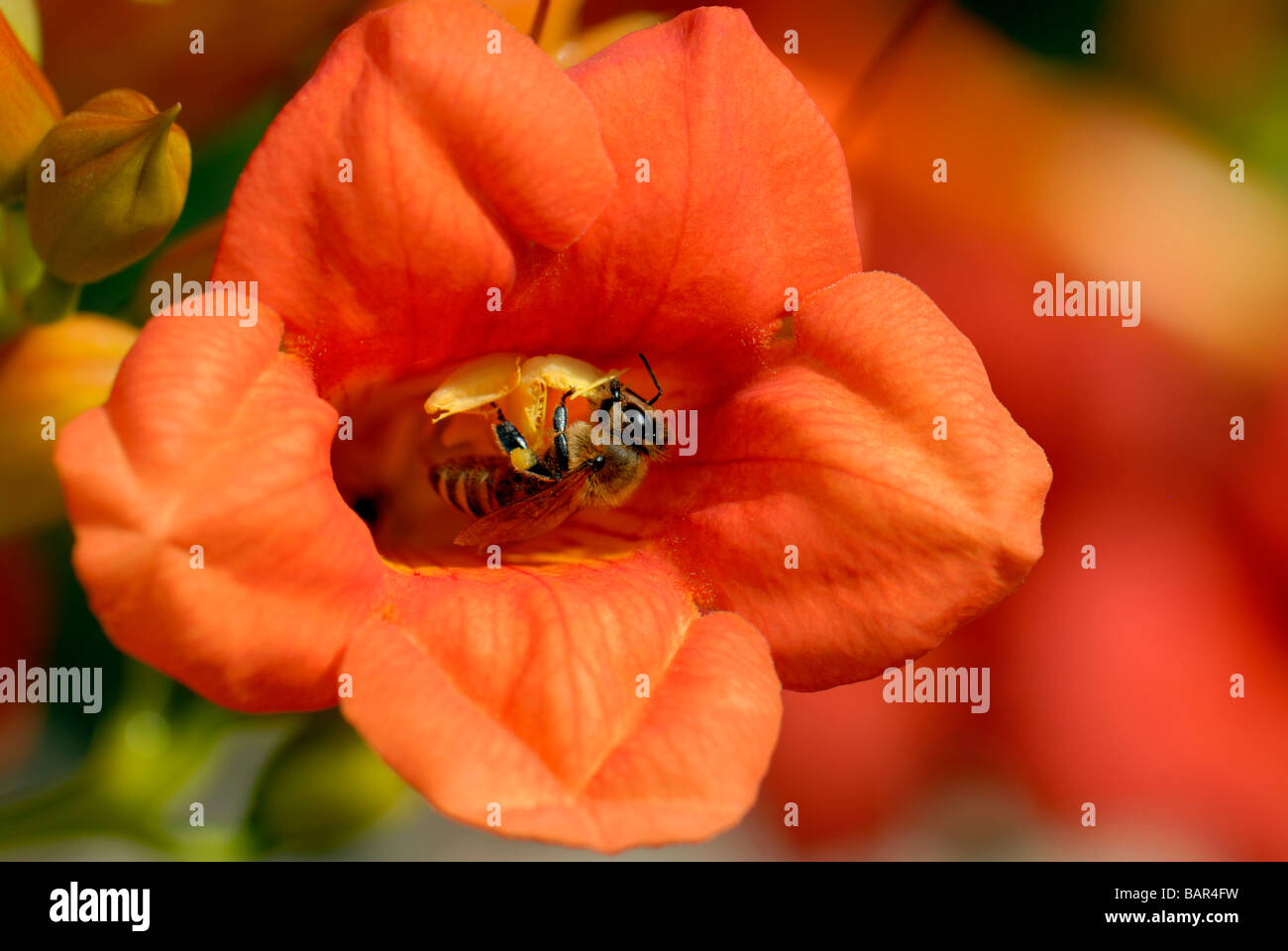 A Honey Bee, Apis mellifera, gathers pollen from a Trumpet Vine flower. Oklahoma, USA Stock