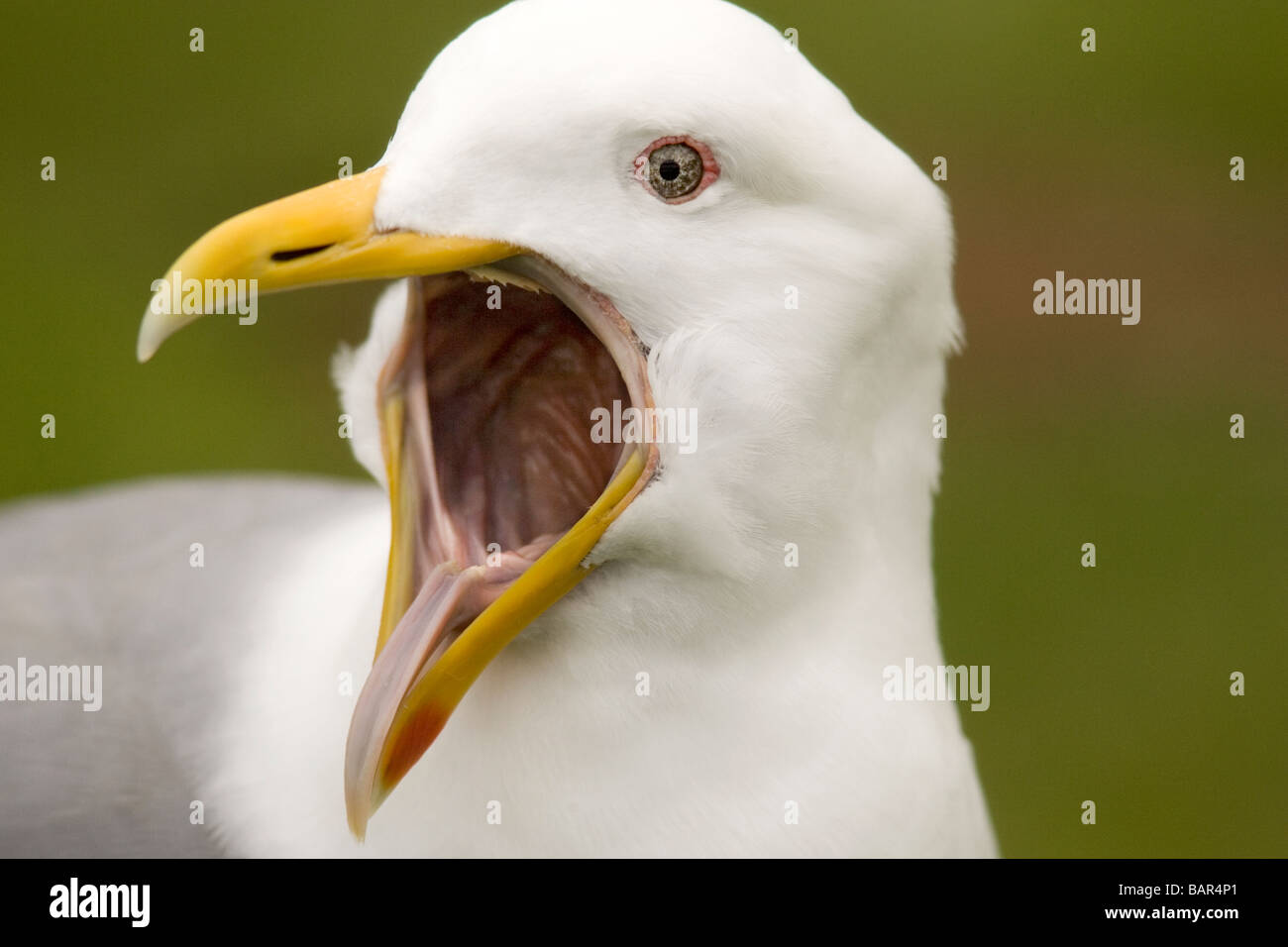 Gull calling - Ecola State Park, Oregon Stock Photo