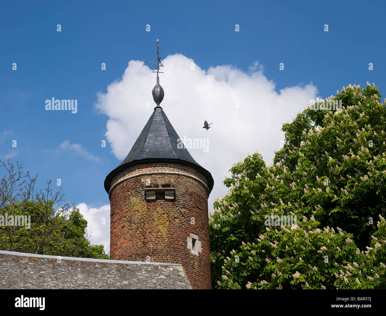 Pigeon Mail High Resolution Stock Photography And Images Alamy