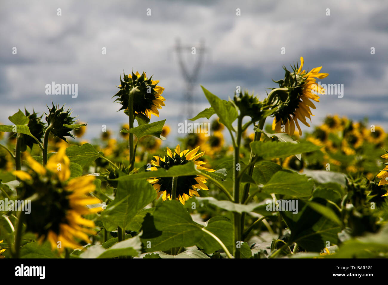 Sunflower plantation for vegetal oil production Transmission tower in rural area distribution of electric energy Stock Photo