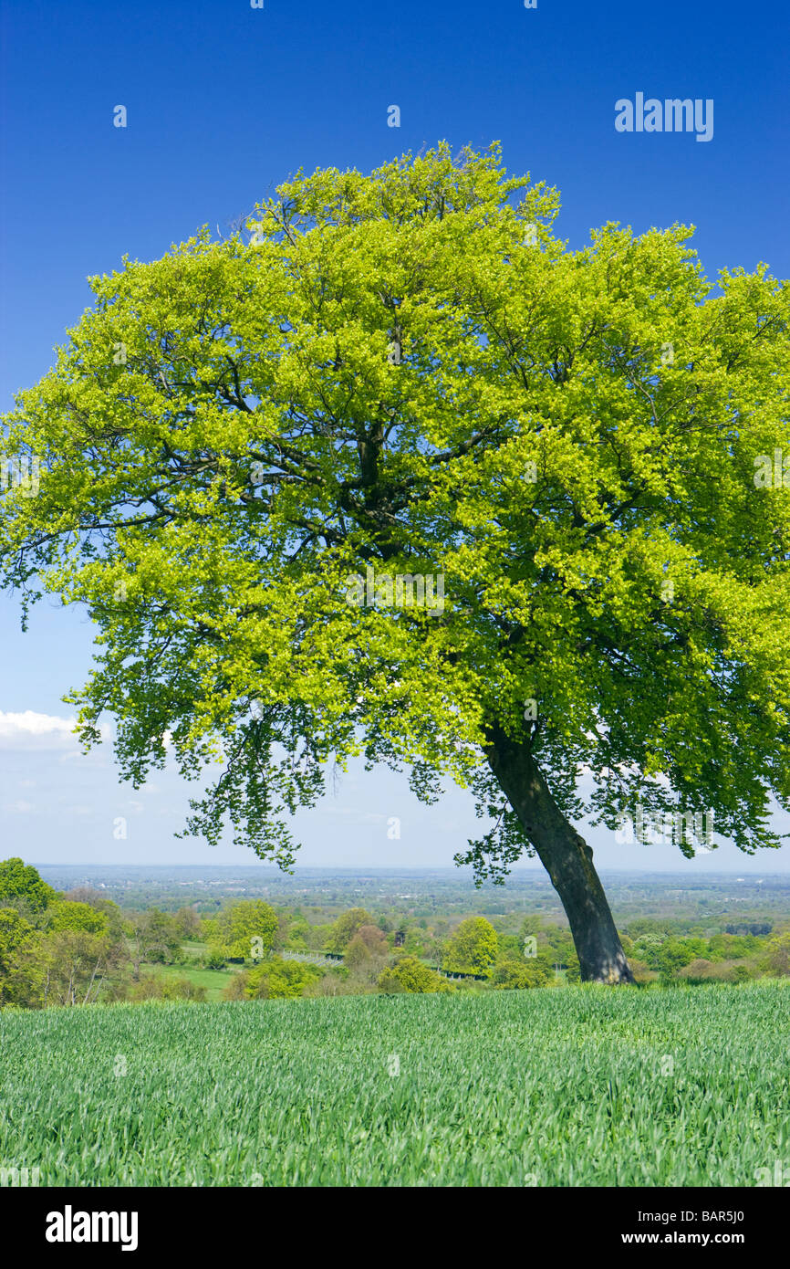 Lone beech tree in farm field. North Downs at Clandon, Surrey, UK. Stock Photo