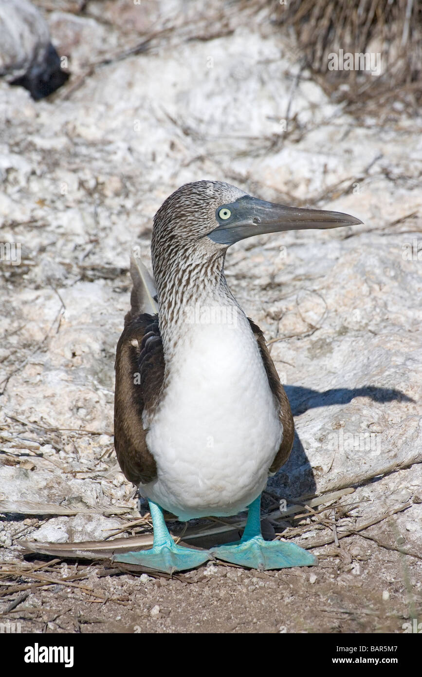 baby blue footed booby