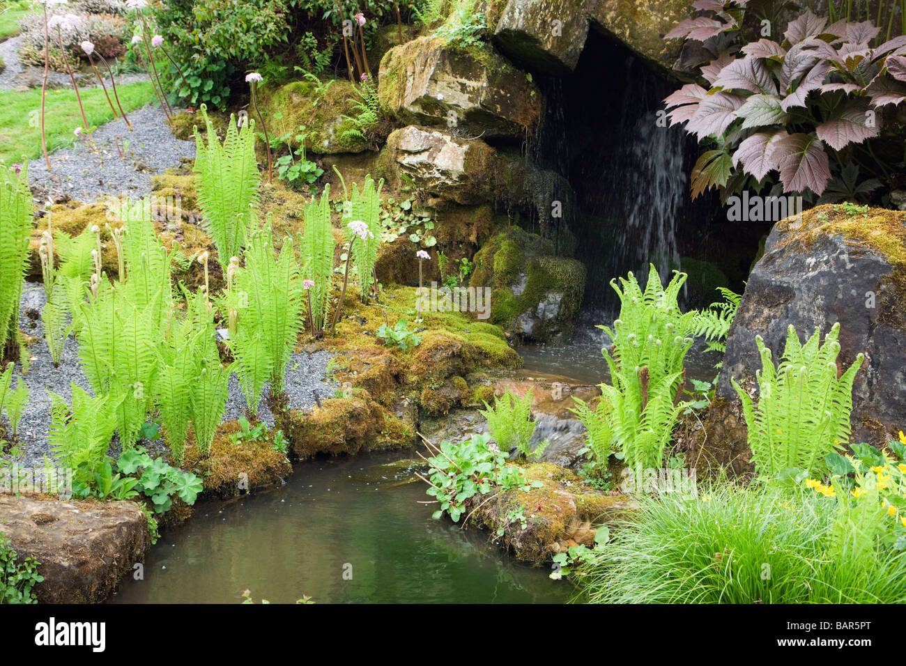 Ferns by water feature, Wisley Garden, Surrey, UK Stock Photo