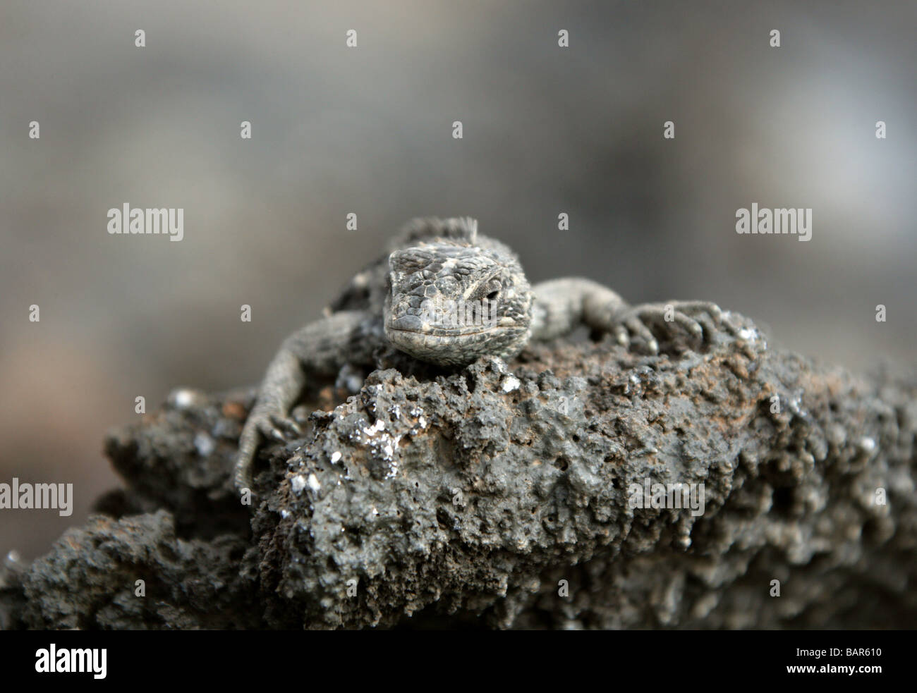 Lava Lizard, Microlophus albemarlensis, Tropiduridae, Punta Espinoza, Fernandina Island, Galapagos Islands, Ecuador Stock Photo