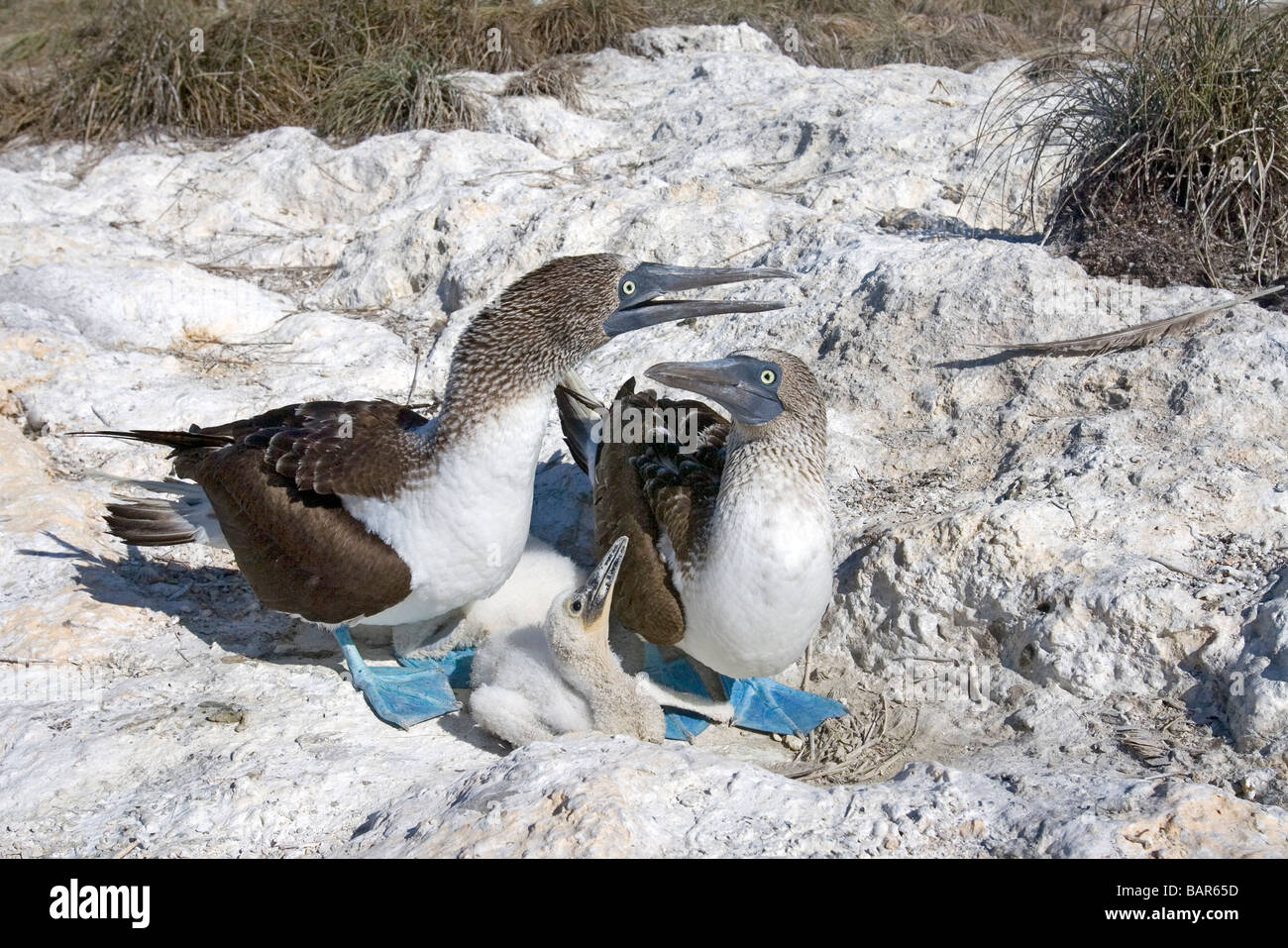 Pair of Blue-footed Boobies with downy chick in rock nest. Stock Photo