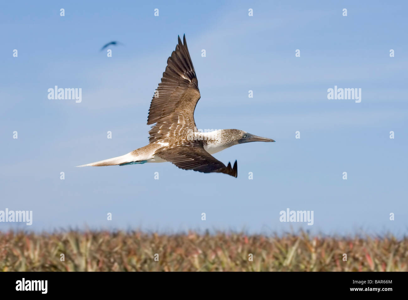 Blue-footed Booby in flight. Stock Photo
