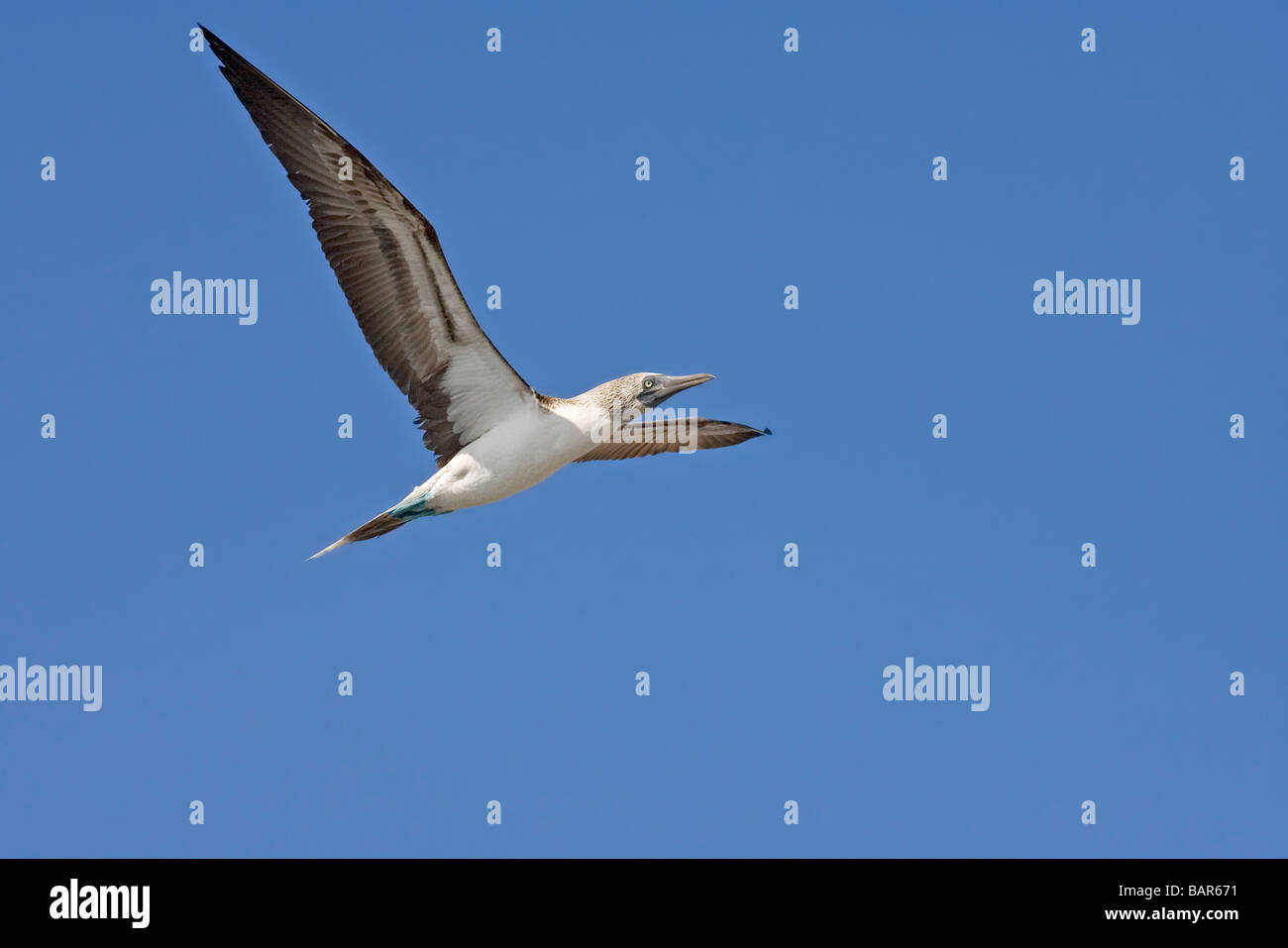 Blue-footed Booby in flight. Stock Photo