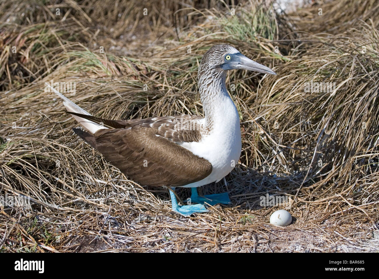 Blue-footed Booby has laid one egg in her grassy nest. She will begin incubation when all her eggs are laid. Stock Photo