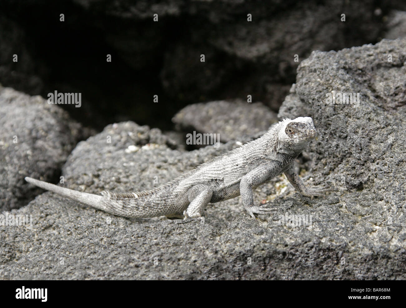 Lava Lizard, Microlophus albemarlensis, Tropiduridae, Punta Espinoza, Fernandina Island, Galapagos Islands, Ecuador Stock Photo