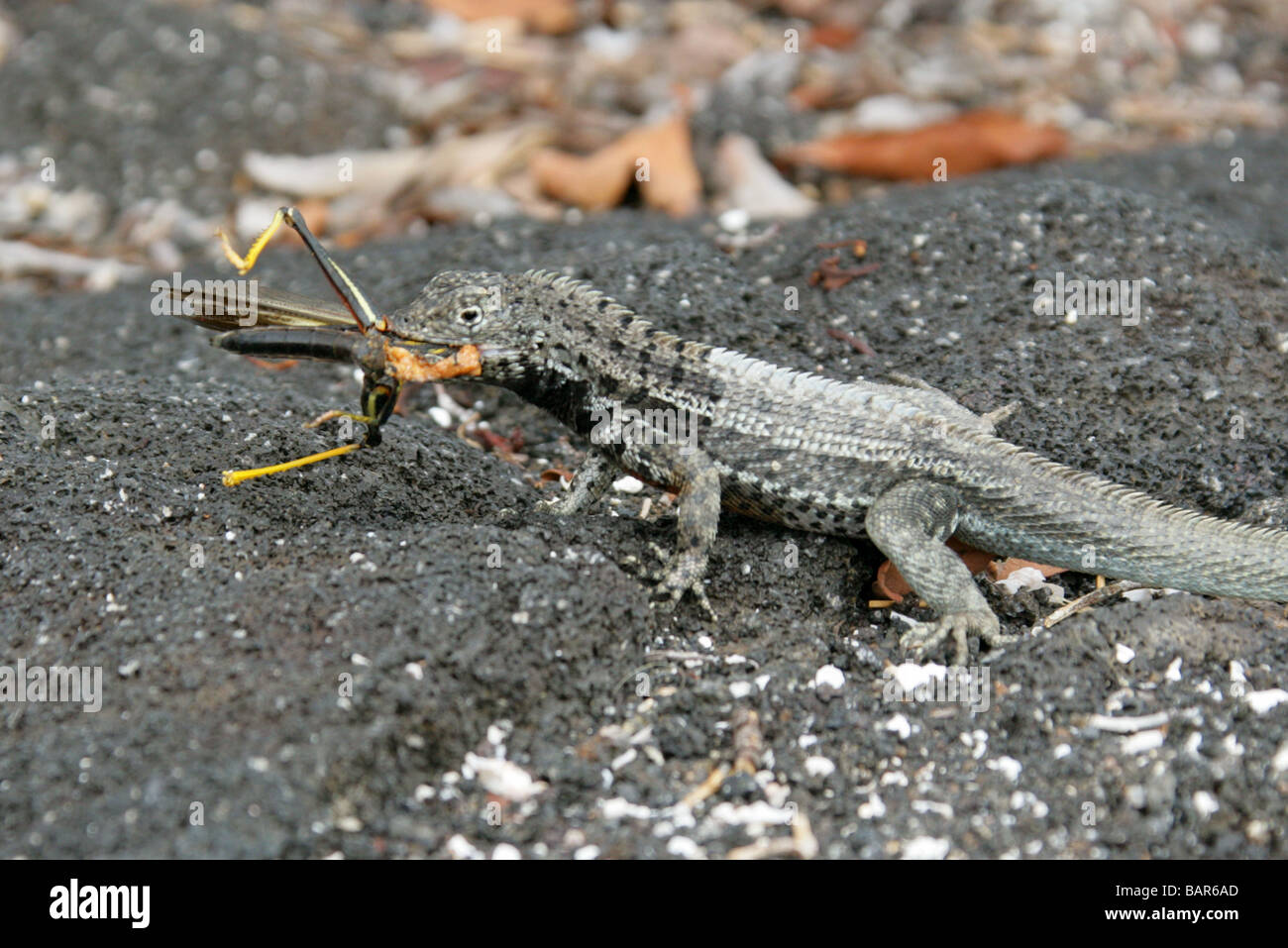 Lizard eating hires stock photography and images Alamy