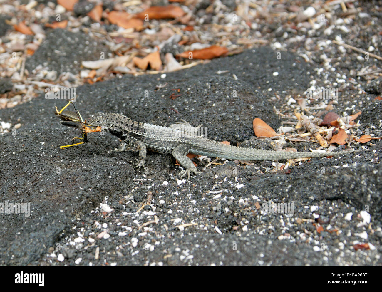 Lizard eating hires stock photography and images Alamy