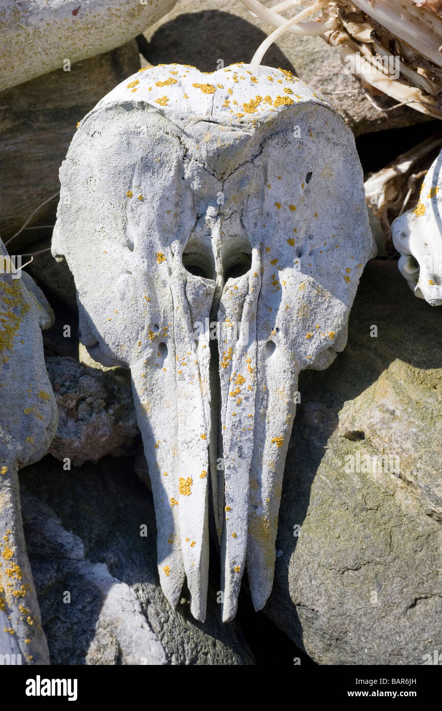 Harbour Porpoise (Phocoena phocoena) head skeleton Stock Photo