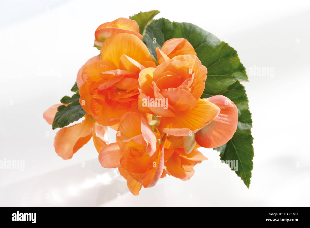 Begonia flowers (Begonia), elevated view Stock Photo