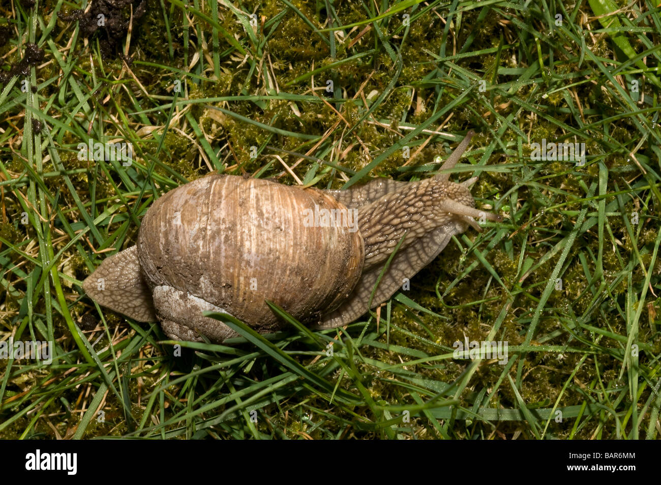 Burgundy, Roman or Edible Snail, (Helix pomatia) Stock Photo