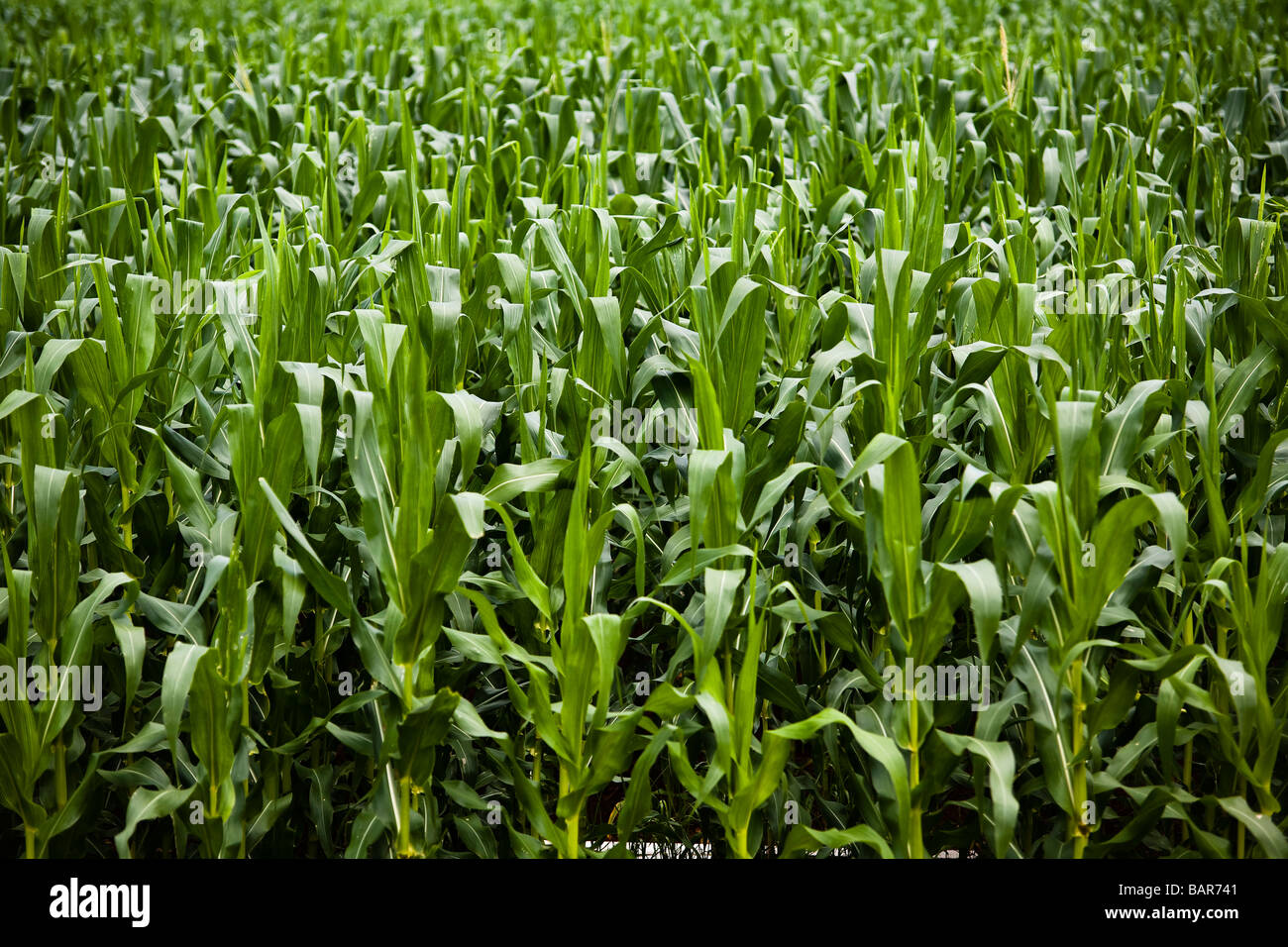 Agriculture corn plantation BR 163 road at Mato Grosso State Brazil Stock Photo